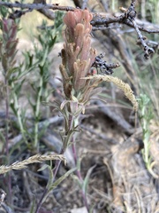 Castilleja praeterita