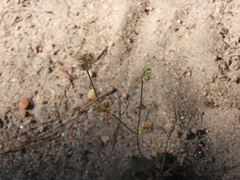 Eriogonum nudum nudum