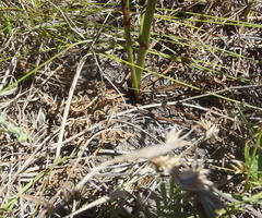 Lichtensteinia interrupta