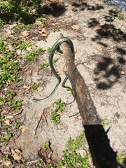 Dendrelaphis calligaster