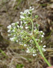 Lichtensteinia interrupta