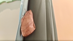 Lebeda nobilis