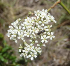 Lichtensteinia interrupta