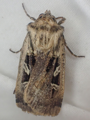 Pseudohermonassa flavotincta