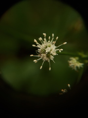 Sanicula europaea