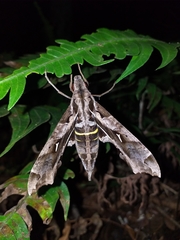 Hemeroplanes triptolemus