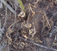 Lichtensteinia interrupta