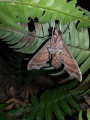 Hemeroplanes triptolemus