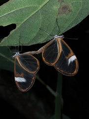 Pteronymia artena