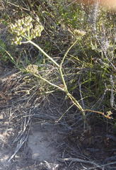 Lichtensteinia interrupta