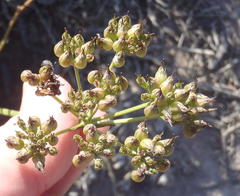 Lichtensteinia interrupta