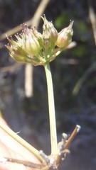 Lichtensteinia interrupta