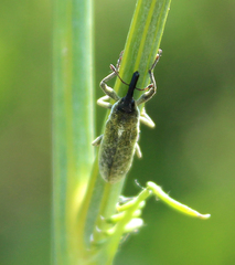 Lixus scolopax