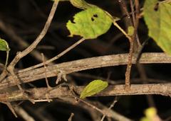 Grewia flavescens