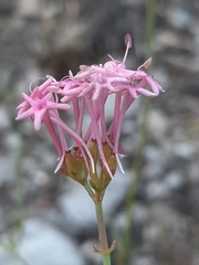Centranthus angustifolius