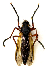 Molobratia teutonus