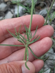 Centranthus angustifolius