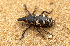 Adosomus roridus