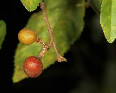 Grewia flavescens