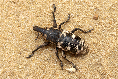 Adosomus roridus