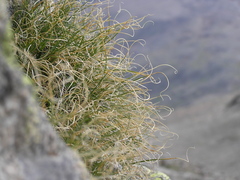 Carex curvula