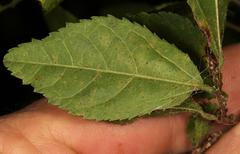 Grewia flavescens