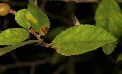 Grewia flavescens