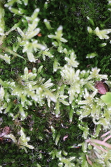 Hypnum jutlandicum