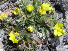 Potentilla frigida