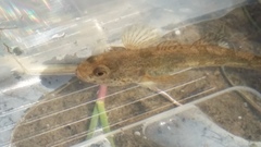 Gobiomorphus mataraerore