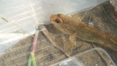 Gobiomorphus mataraerore