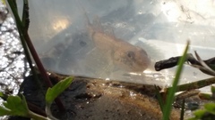 Gobiomorphus mataraerore