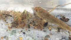 Gobiomorphus mataraerore