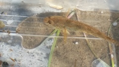 Gobiomorphus mataraerore