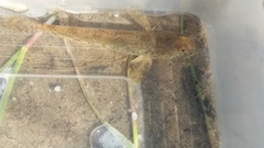 Gobiomorphus mataraerore