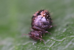 Allacma fusca
