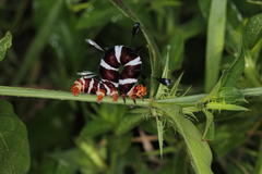 Rhanidophora cinctigutta