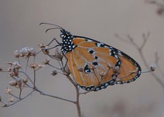 Danaus chrysippus dorippus