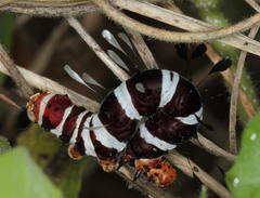 Rhanidophora cinctigutta