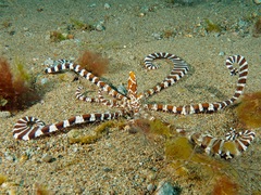 Wunderpus photogenicus