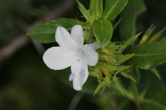 Rhanidophora cinctigutta