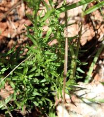 Wahlenbergia dieterlenii