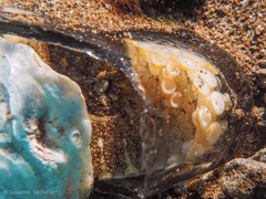 Amphioctopus marginatus