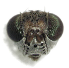 Hecamede granifera