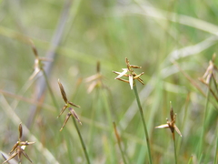 Carex microglochin