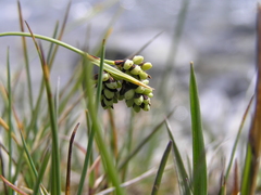 Carex bicolor