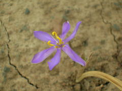 Moraea marginata