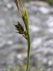 Carex bicolor