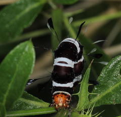 Rhanidophora cinctigutta