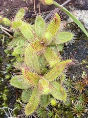 Drosera cistiflora
